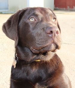 Close-up portrait of dog