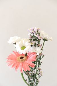 Close-up of pink flower