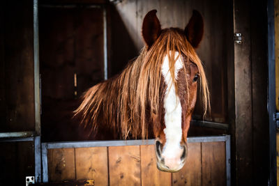 Close-up of horse in stable