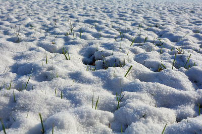 A field with a lot of white snow and some green blades of grass