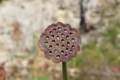 Close-up of rusty metal