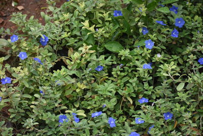 High angle view of purple flowering plants