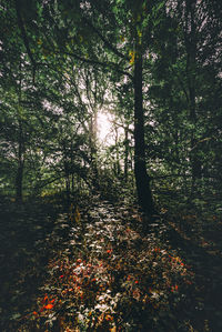 Trees in forest