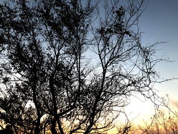 Low angle view of silhouette tree against sky