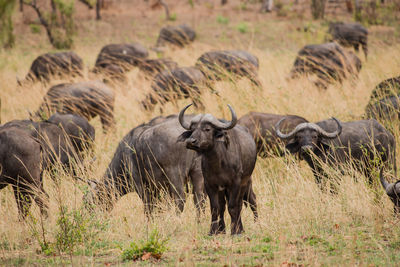 Water buffaloes on field against sky