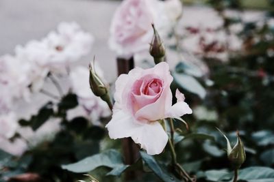 Close-up of rose blooming outdoors