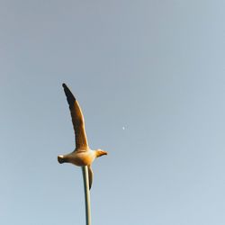 Low angle view of bird flying against clear sky