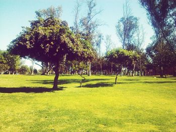 grass