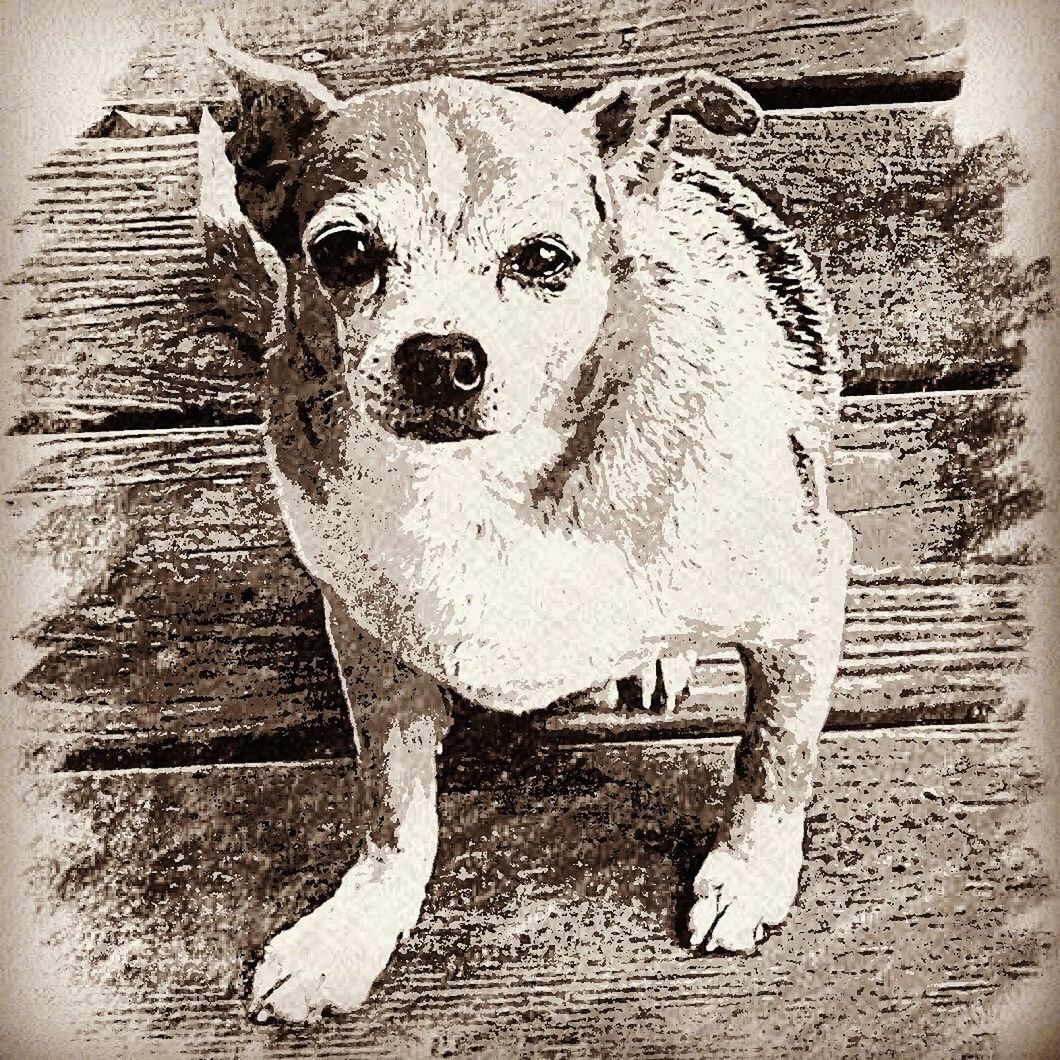 PORTRAIT OF DOG