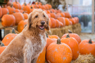 Close-up of a dog looking away