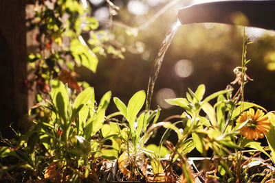 Watering of fresh plants in yard