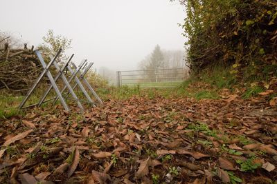 Plants growing on field during autumn