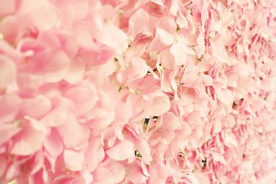 Full frame shot of pink cherry blossom