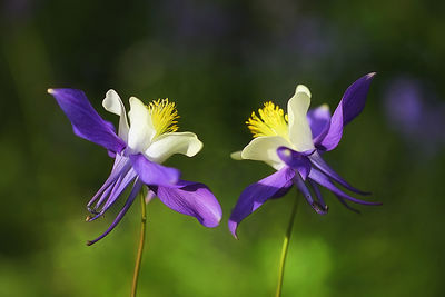 Close-up of purple flowering plant