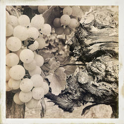 Close-up of mushrooms growing on tree