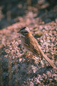 Close-up of bird perching on tree