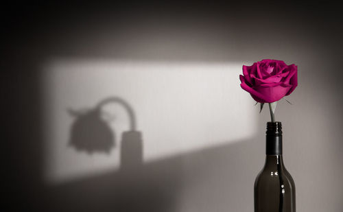 Close-up of rose in vase on table against wall
