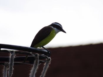 Close-up of bird perching outdoors