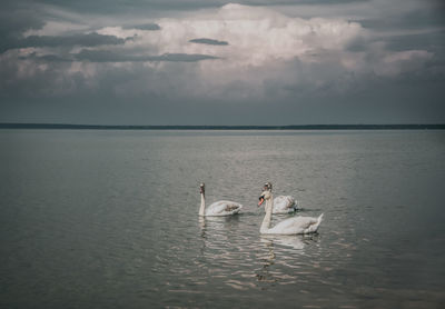 Swans swimming in lake against sky