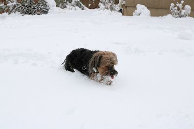 Dog on snow covered landscape