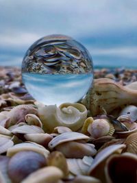 Close-up of shells on glass at beach