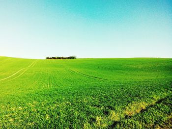 Scenic view of grassy field against clear sky