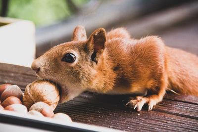 Close-up of squirrel eating nut