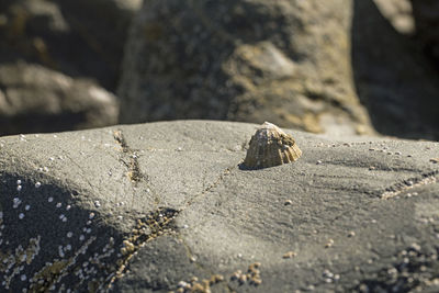 Close-up of shell on rock