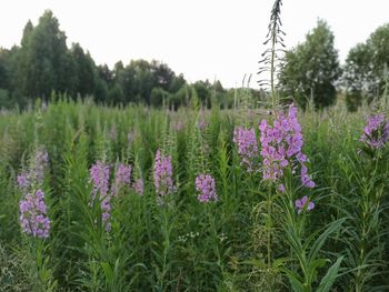 Purple flowering plants on field against sky