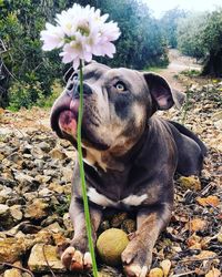 View of dog on field