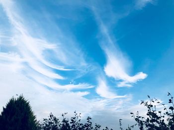 Low angle view of trees against blue sky