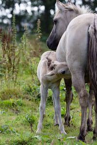 Horse mother nursing its foal