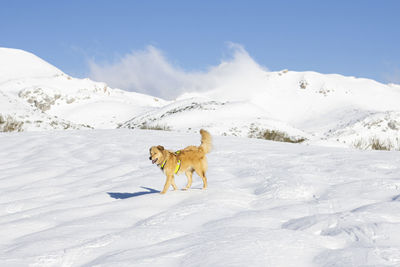 Cream colored border collie cross dog in the snow