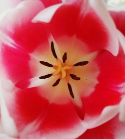 Macro shot of pink flower