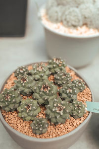 High angle view of succulent plants on table