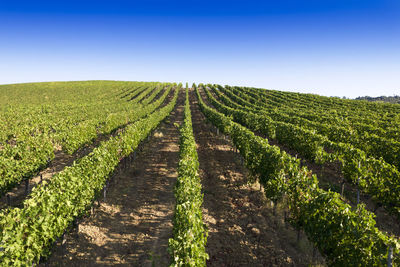 Aerial photographic documentation of the rows of a vineyard in full ripeness in the summer season