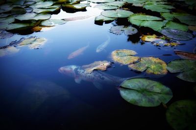 Reflection of leaves in lake