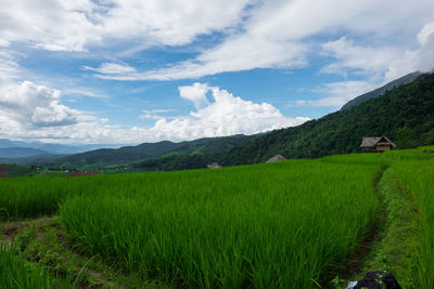 Scenic view of agricultural field against sky