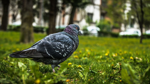 Bird in a field