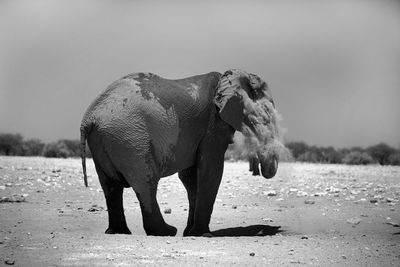 Elephant standing at etosha national park against sky on sunny day