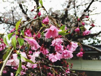 Close-up of pink flowers on tree