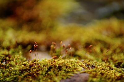 Close-up of plant on field