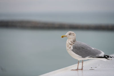 Seagull perching on railing against sea