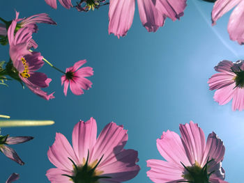 Low angle view of pink cosmos flowers against sky