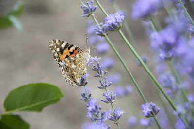 Close-up of butterfly on purple flowering plant