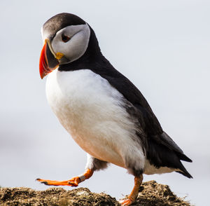 Close-up of bird