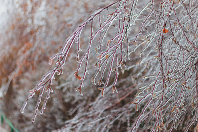 Close-up of bare tree in winter