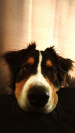 Close-up portrait of a dog