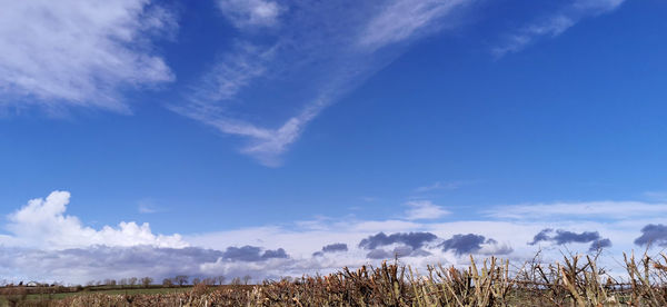 Low angle view of field against blue sky