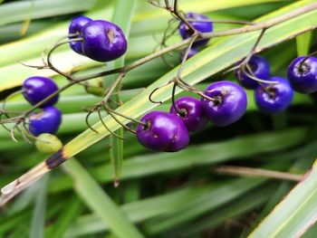 Close-up of berries growing on plant